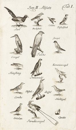 Abbildung aus dem Buch "ABC- und Lesebuch zur Aufklärung des Verstandes lieber Kinder mit Bemerkungen und 48. in Kupfer gestochenen Gegenständen aus der Naturgeschichte" aus dem Jahre 1788 Abbildung aus dem Buch "ABC- und Lesebuch zur Aufklärung des Verstandes lieber Kinder mit Bemerkungen und 48. in Kupfer gestochenen Gegenständen aus der Naturgeschichte" aus dem Jahre 1788