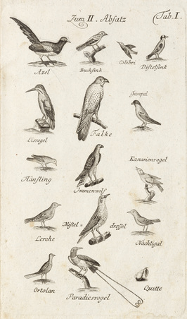 Abbildung aus dem Buch:15 Vögel, von A wie Azel (Elster) bis P wie Paradiesvogel – und eine Quitte. Aus: ABC- und Lesebuch zur Aufklärung des Verstandes lieber Kinder.